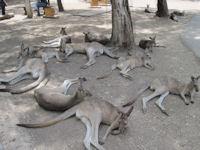 חיות אוסטרליות בגן גורו.