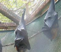 גם עטלפים אוסטרלים תמצאו בגן.
