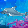 מופע דולפינים 8